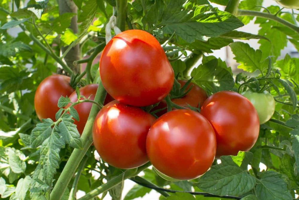 Tomatoes for good skin