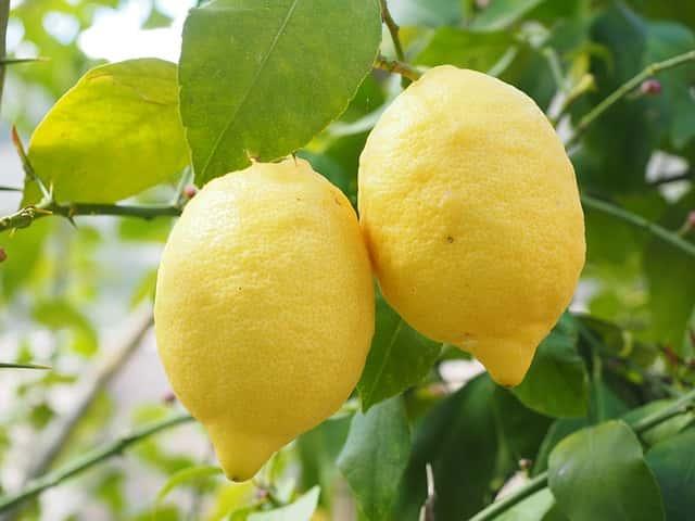 Lemon for sugar control
