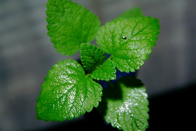 mint leaves for skin whitening